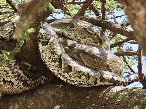 Southern African Rock Python reference