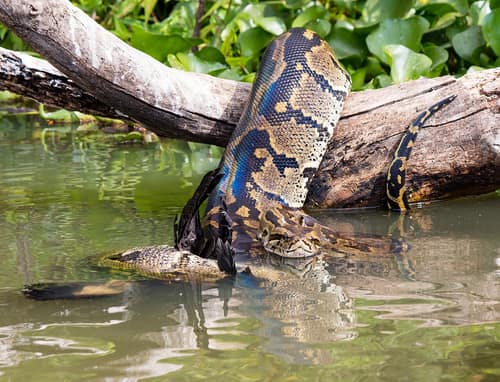 African Rock Python reference