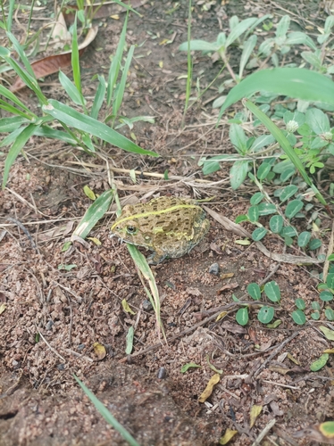 Edible Bullfrog reference