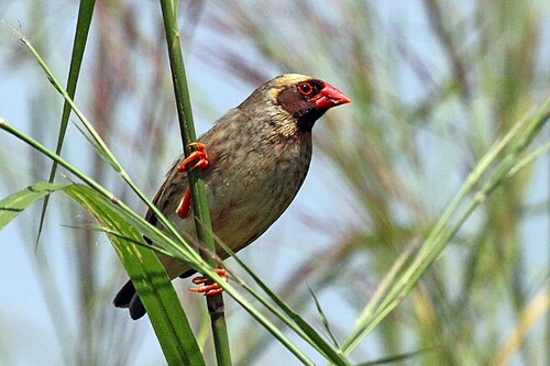Red-billed Quelea reference