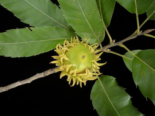 Sawtooth Oak reference
