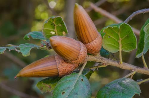 Coast Live Oak reference