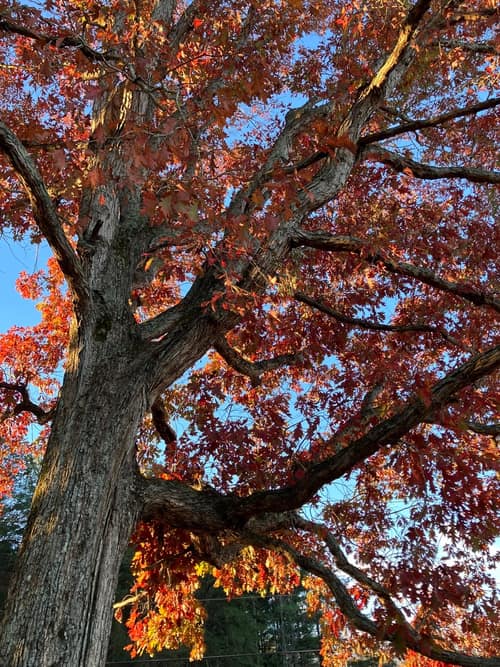 White Oak reference