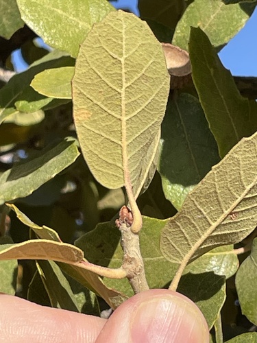 Arizona White Oak reference