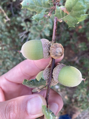 California Scrub Oak reference