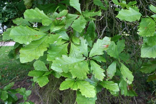 Swamp White Oak reference