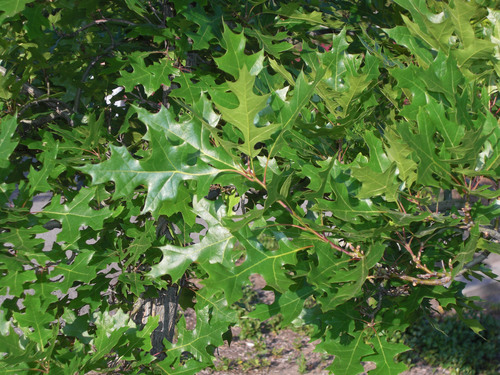 Texas Red Oak reference