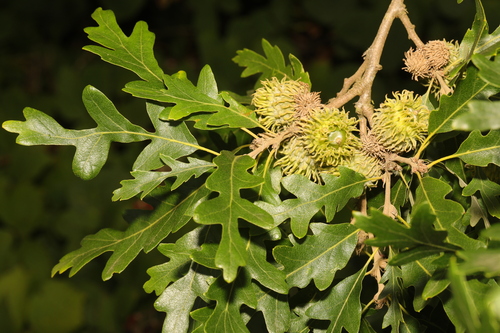 Turkey Oak reference