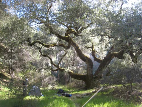 Canyon Live Oak reference