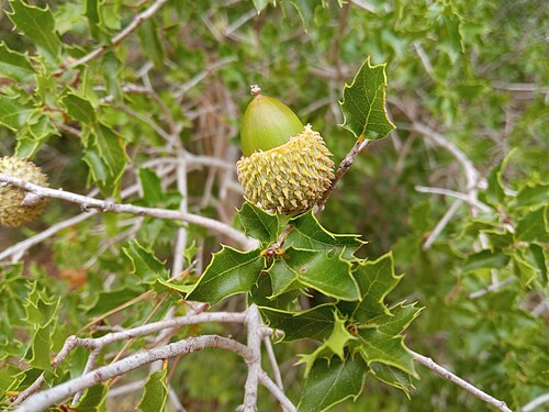 Kermes Oak reference