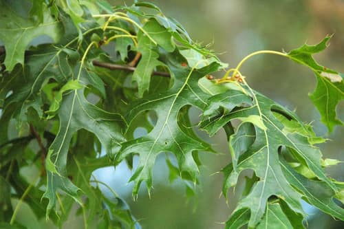 Scarlet Oak reference