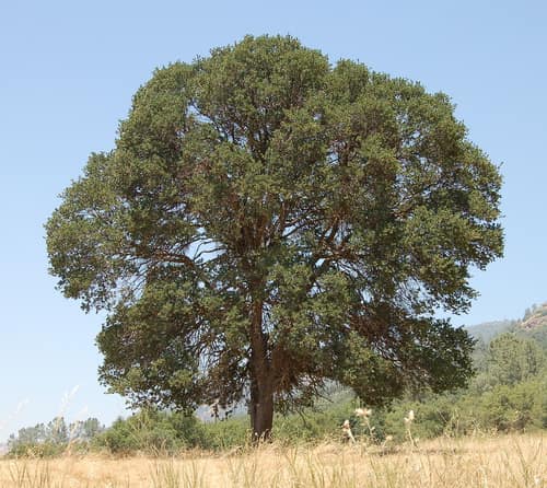 Blue Oak reference