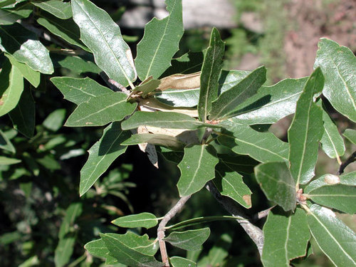 Emory Oak reference