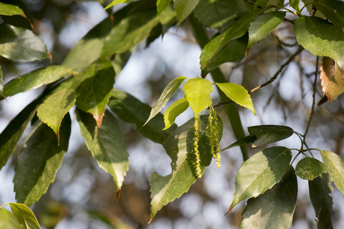 Ring-cupped Oak reference