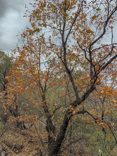 Chisos Red Oak reference