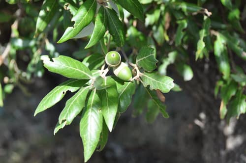 Holm Oak reference