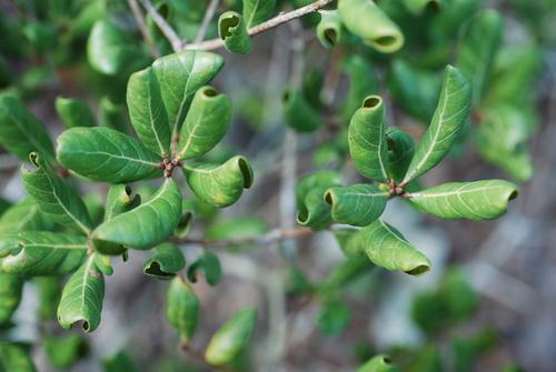 Scrub Oak reference