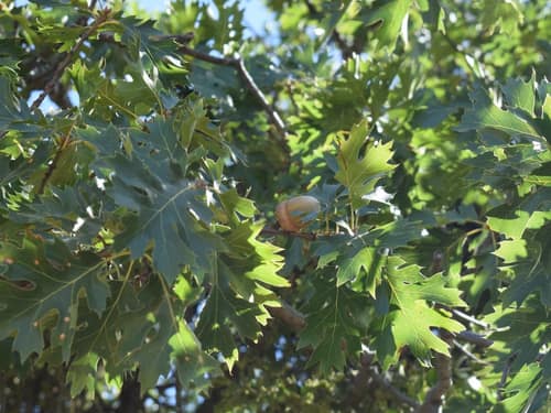 California Black Oak reference