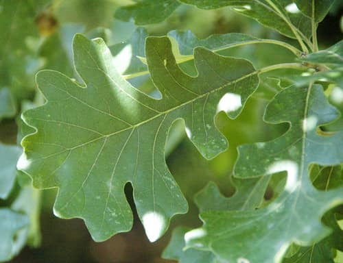 Bur Oak reference