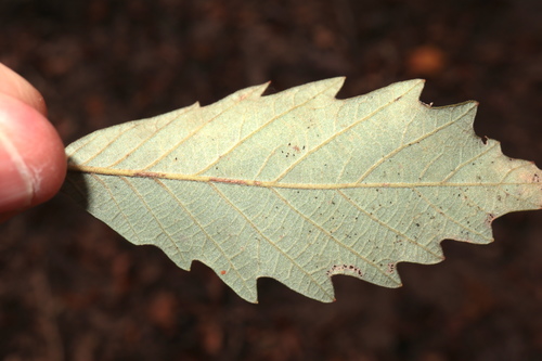 Swamp Chestnut Oak reference