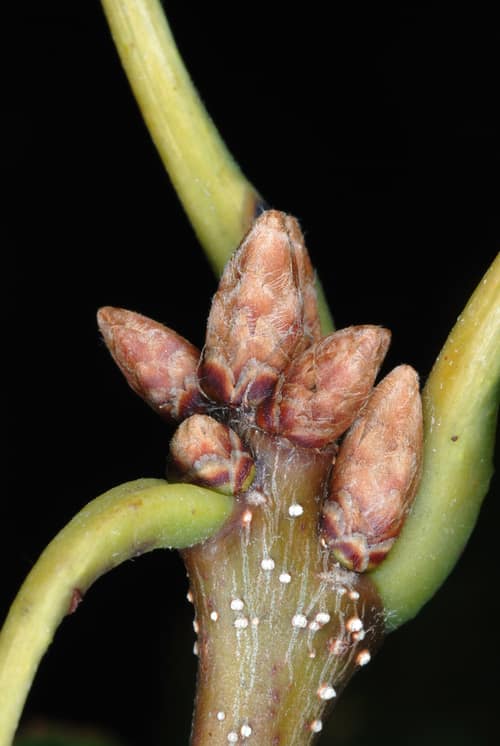 Chestnut Oak reference
