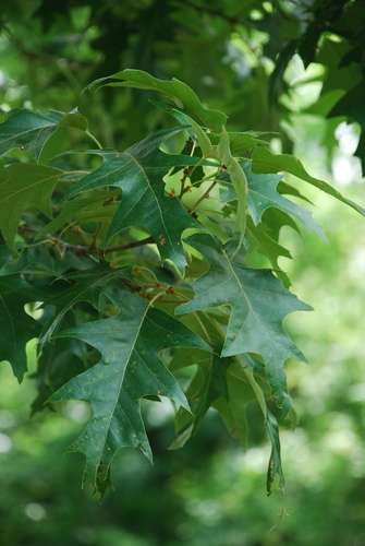 Cherrybark Oak reference