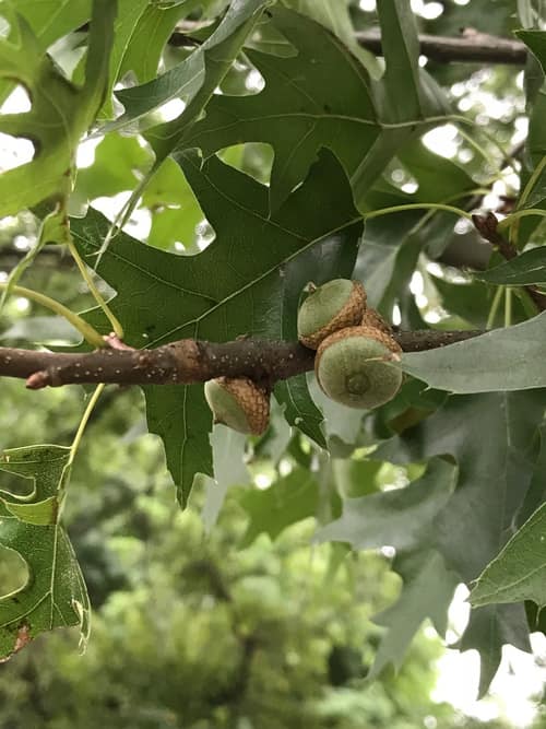 Pin Oak reference
