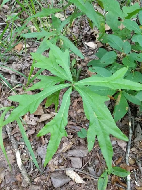 Willow Oak reference