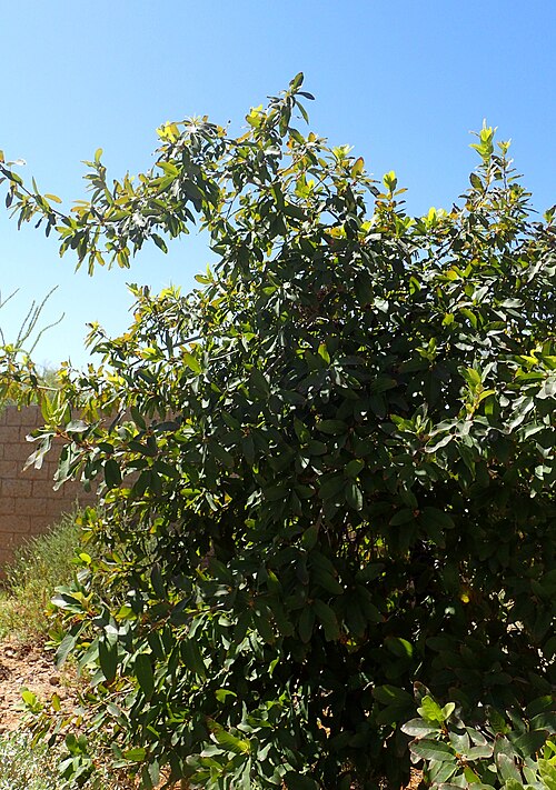 Mexican White Oak reference