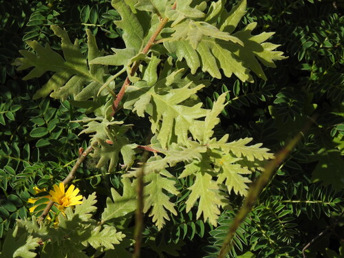 Pyrenean Oak reference