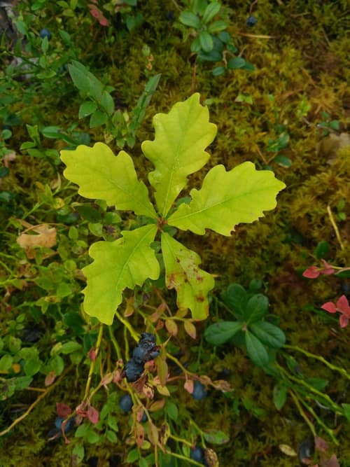 Pedunculate Oak reference