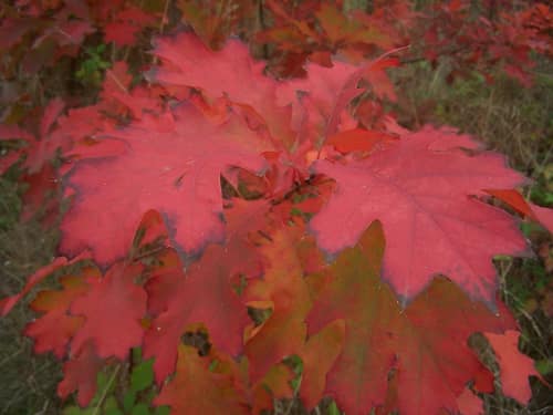 Northern Red Oak reference