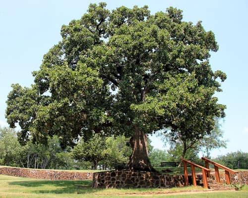 Post Oak reference