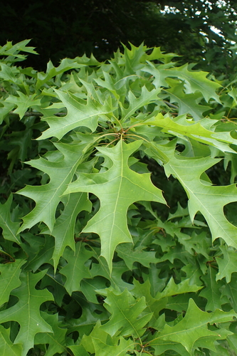 Nuttall Oak reference