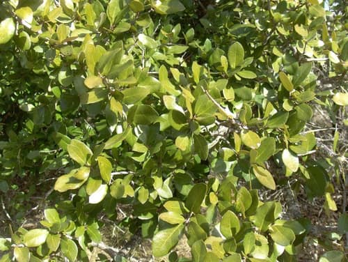 Southern Live Oak reference