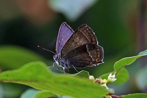 Purple Hairstreak reference