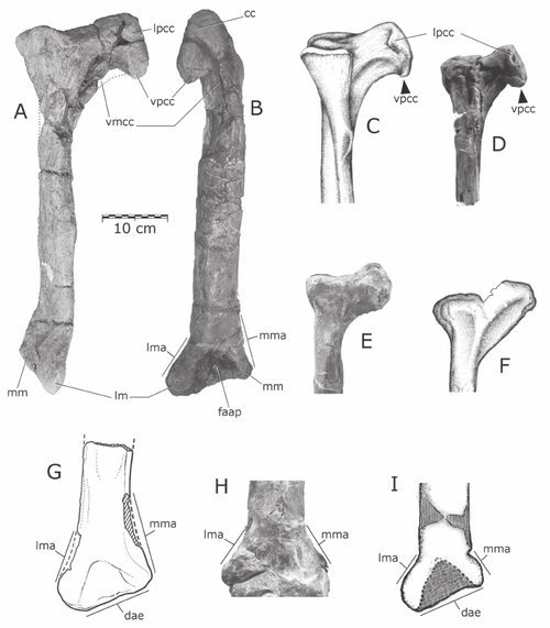 Quilmesaurus reference
