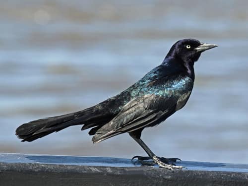 Boat-tailed Grackle reference