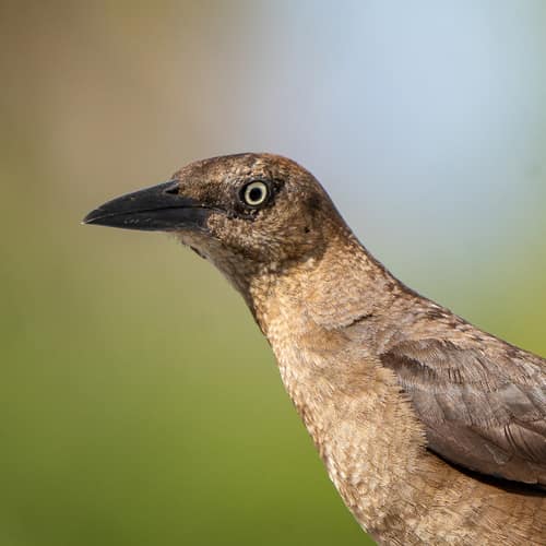 Great-tailed Grackle reference