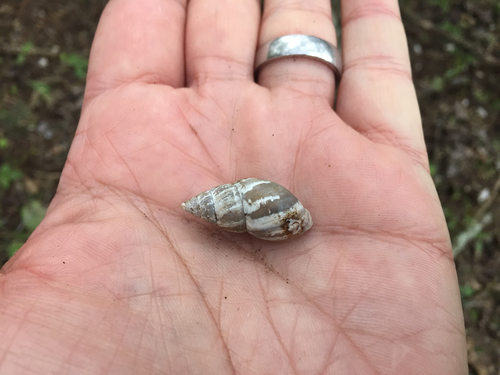 Striped Rabdotus reference