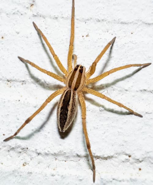Rabid Wolf Spider reference
