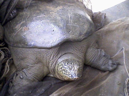 Yangtze Giant Softshell Turtle reference