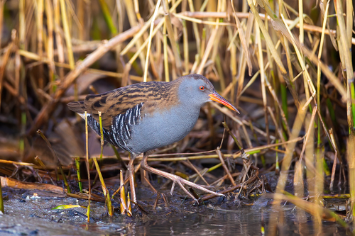 Water Rail reference