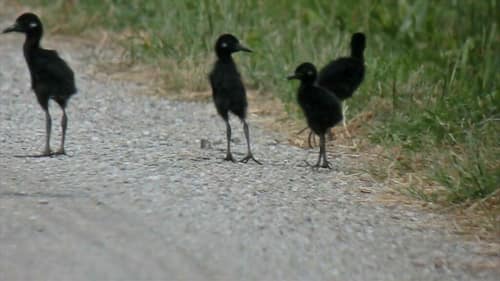King Rail reference