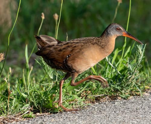 Virginia Rail reference