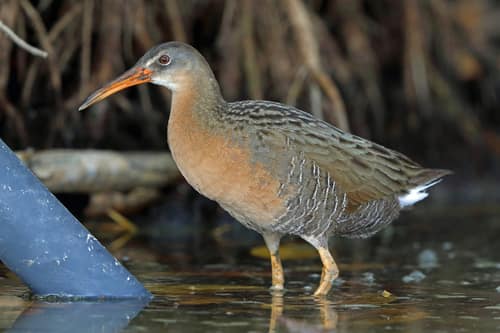 Ridgway's Rail reference