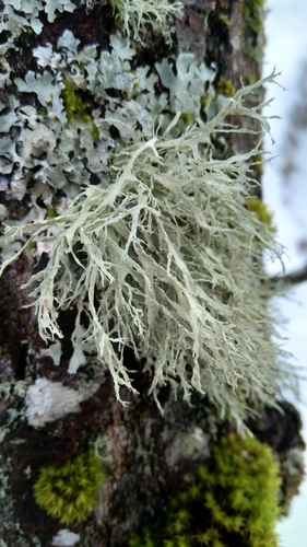 Farinose Cartilage Lichen reference