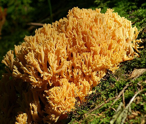 Golden Coral Fungus reference