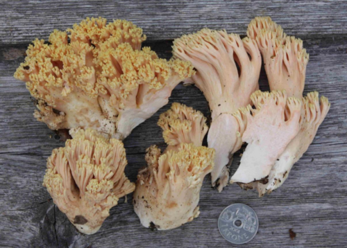 Beautiful Coral Fungus reference