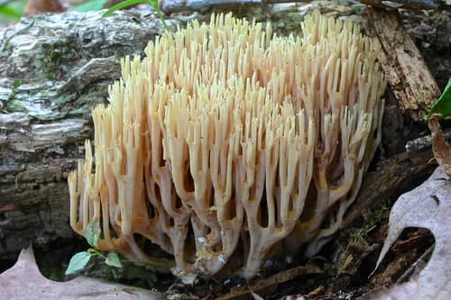 Upright Coral Fungus reference